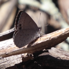 Erina hyacinthina at Point 4999 - 3 Oct 2019