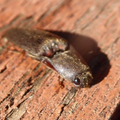 Monocrepidus (genus) (Click beetle) at Flynn, ACT - 2 Oct 2019 by Christine