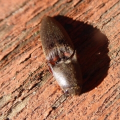 Monocrepidus (genus) at Flynn, ACT - 2 Oct 2019 07:55 AM