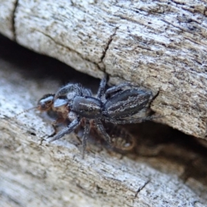 Holoplatys sp. (genus) at Cook, ACT - 2 Oct 2019