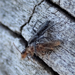 Holoplatys sp. (genus) at Cook, ACT - 2 Oct 2019 03:40 PM