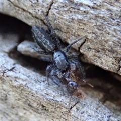 Holoplatys sp. (genus) at Cook, ACT - 2 Oct 2019 03:40 PM