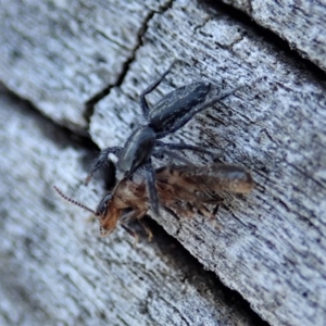 Holoplatys sp. (genus) at Cook, ACT - 2 Oct 2019