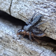 Holoplatys sp. (genus) at Cook, ACT - 2 Oct 2019