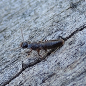 Termitoidae (informal group) at Cook, ACT - 2 Oct 2019 03:40 PM