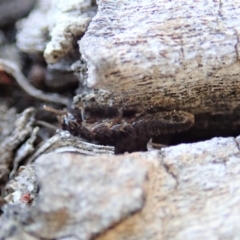 Termitoidae (informal group) at Cook, ACT - 2 Oct 2019 03:40 PM