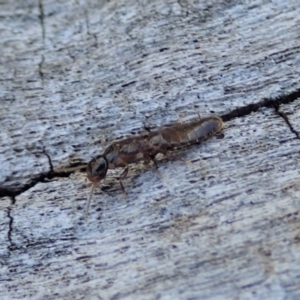 Termitoidae (informal group) at Cook, ACT - 2 Oct 2019 03:40 PM