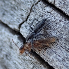 Termitoidae (informal group) at Cook, ACT - 2 Oct 2019 03:40 PM