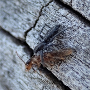 Termitoidae (informal group) at Cook, ACT - 2 Oct 2019 03:40 PM