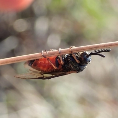 Lophyrotoma analis (Sawfly, Ironbark Sawfly) at Cook, ACT - 2 Oct 2019 by CathB