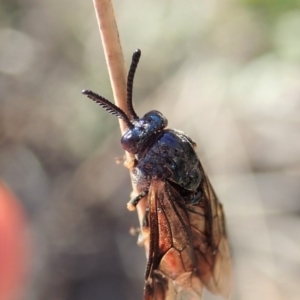 Lophyrotoma analis at Cook, ACT - 2 Oct 2019 04:08 PM