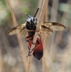 Lophyrotoma analis at Cook, ACT - 2 Oct 2019 04:08 PM