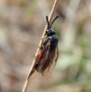 Lophyrotoma analis at Cook, ACT - 2 Oct 2019 04:08 PM