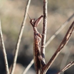 Mantispidae (family) at Cook, ACT - 2 Oct 2019