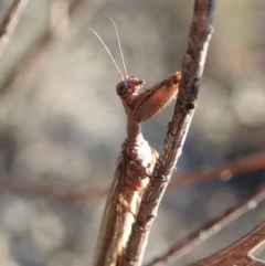 Mantispidae (family) at Cook, ACT - 2 Oct 2019 04:40 PM