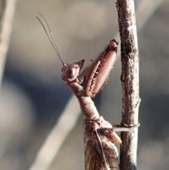 Mantispidae (family) at Cook, ACT - 2 Oct 2019 04:40 PM