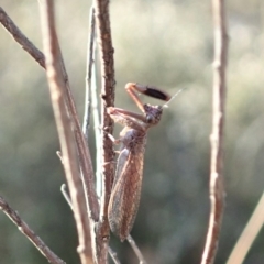 Mantispidae (family) at Cook, ACT - 2 Oct 2019 04:40 PM