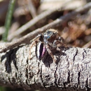 Maratus chrysomelas at Cook, ACT - 3 Oct 2019