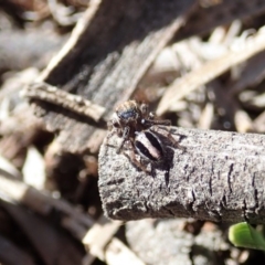 Maratus chrysomelas at Cook, ACT - 3 Oct 2019