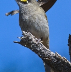 Caligavis chrysops (Yellow-faced Honeyeater) at Tennent, ACT - 3 Oct 2019 by Marthijn