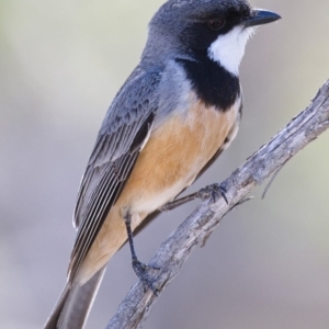 Pachycephala rufiventris at Tennent, ACT - 4 Oct 2019