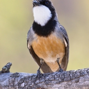 Pachycephala rufiventris at Tennent, ACT - 4 Oct 2019