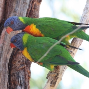 Trichoglossus moluccanus at Hughes, ACT - 4 Oct 2019