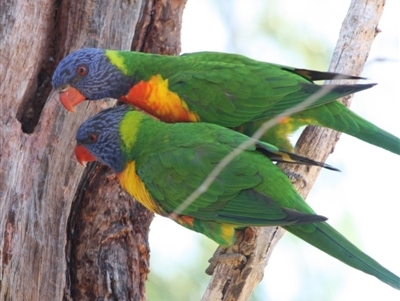 Trichoglossus moluccanus (Rainbow Lorikeet) at Hughes, ACT - 4 Oct 2019 by LisaH