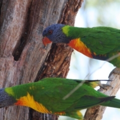 Trichoglossus moluccanus at Hughes, ACT - 4 Oct 2019