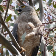 Accipiter fasciatus (Brown Goshawk) at Deakin, ACT - 4 Oct 2019 by LisaH