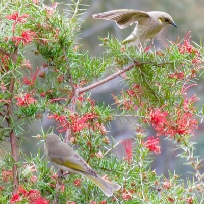 Ptilotula fusca (Fuscous Honeyeater) at Corrowong, NSW - 26 Sep 2019 by BlackFlat