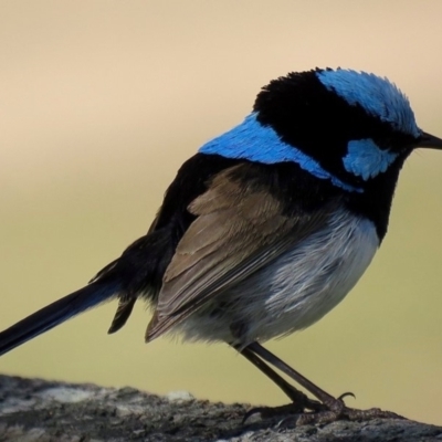 Malurus cyaneus (Superb Fairywren) at Grosses Plain, NSW - 26 Sep 2019 by BlackFlat