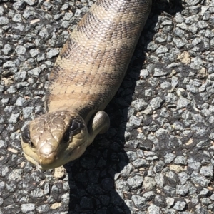 Tiliqua scincoides scincoides at Aranda, ACT - 4 Oct 2019 12:53 PM