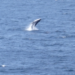 Megaptera novaeangliae (Humpback Whale) at Tura Beach, NSW - 4 Oct 2019 by MatthewHiggins