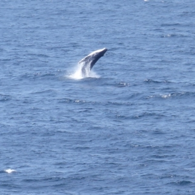 Megaptera novaeangliae (Humpback Whale) at Tura Beach, NSW - 4 Oct 2019 by MatthewHiggins