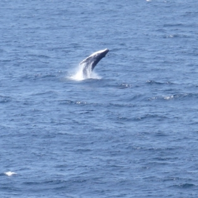 Megaptera novaeangliae (Humpback Whale) at Tura Beach, NSW - 4 Oct 2019 by MatthewHiggins