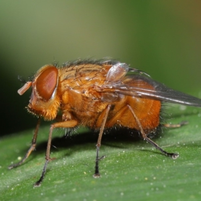 Calliphora ochracea (Reddish Brown blowfly) at Acton, ACT - 1 Oct 2019 by TimL