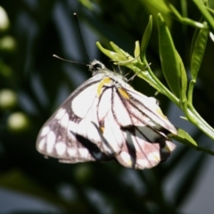 Belenois java at Hughes, ACT - 4 Oct 2019 03:28 PM