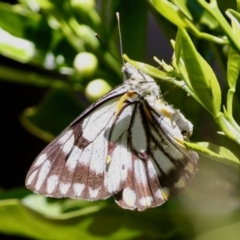 Belenois java at Hughes, ACT - 4 Oct 2019 03:28 PM