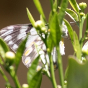 Belenois java at Hughes, ACT - 4 Oct 2019 03:28 PM