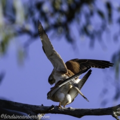 Falco cenchroides (Nankeen Kestrel) at Symonston, ACT - 22 Sep 2019 by JonSteinbeck
