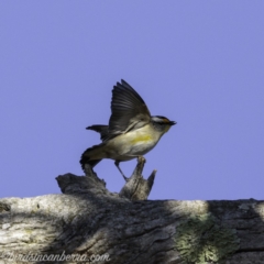 Pardalotus striatus (Striated Pardalote) at Symonston, ACT - 22 Sep 2019 by JonSteinbeck