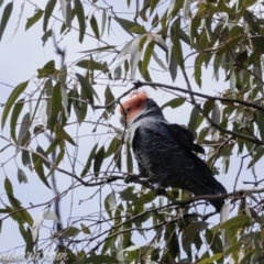 Callocephalon fimbriatum (Gang-gang Cockatoo) at Symonston, ACT - 21 Sep 2019 by BIrdsinCanberra