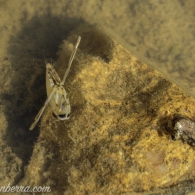 Notonectidae (family) (Backswimmer) at Symonston, ACT - 21 Sep 2019 by BIrdsinCanberra