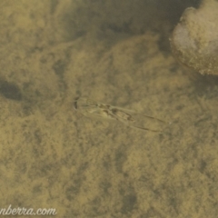 Notonectidae (family) at Symonston, ACT - 22 Sep 2019 08:35 AM