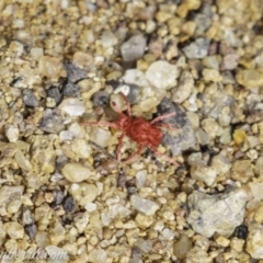 Trombidiidae (family) (Red velvet mite) at Symonston, ACT - 22 Sep 2019 by BIrdsinCanberra