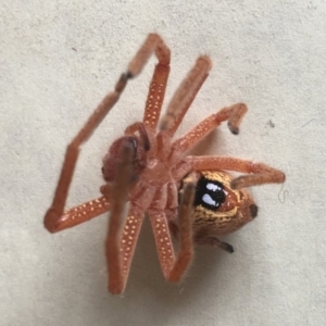 Neosparassus diana at Corrowong, NSW - 4 Oct 2019 02:33 PM