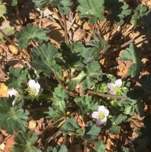 Geranium sp. at Majura, ACT - 4 Oct 2019