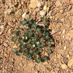 Geranium sp. at Majura, ACT - 4 Oct 2019