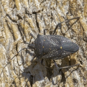 Poecilometis patruelis at Googong, NSW - 2 Sep 2019